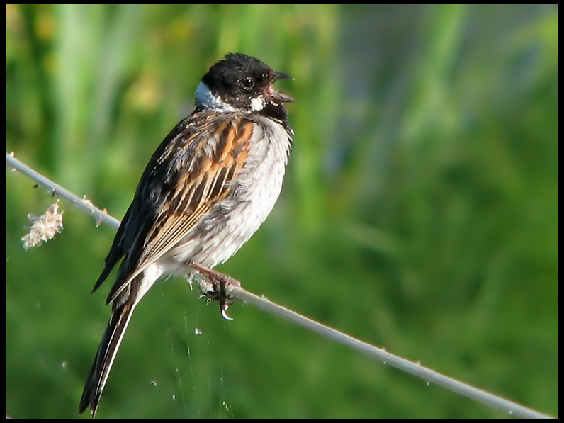 Reed Bunting - Acrocephalus scirpaceus - Sävsparv,jpg