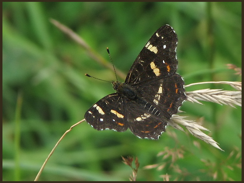 Map Butterfly (2nd gen) - Arashnia levana - Kartfjril .jpg