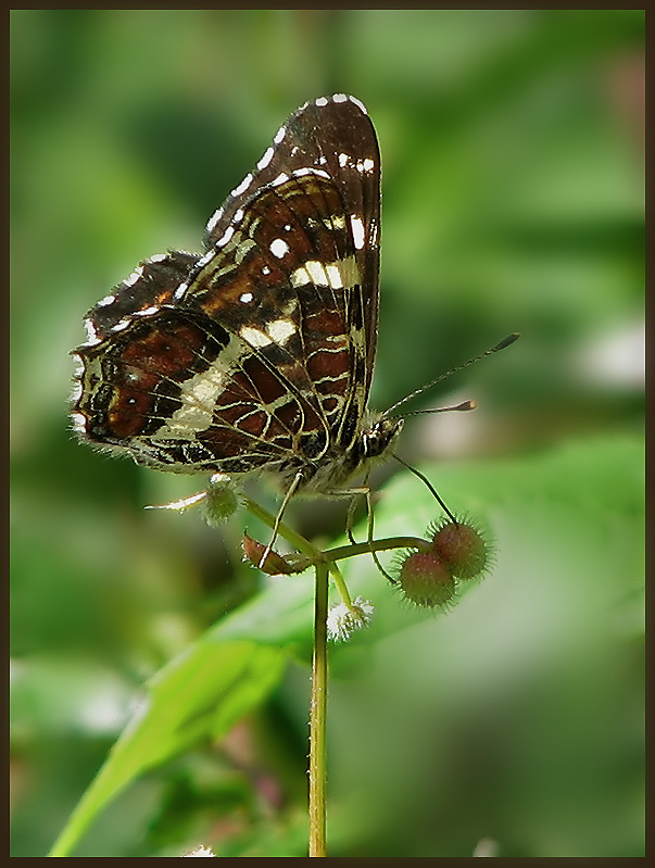 Map Butterfly (2nd gen) - Arashnia levana - Kartfjril .jpg
