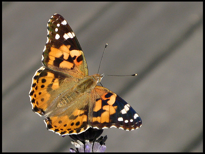 Brush-footed Butterflies