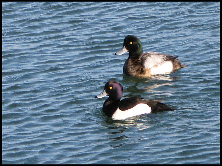 Bergand - Greater Scaup and Wigeon .jpg 