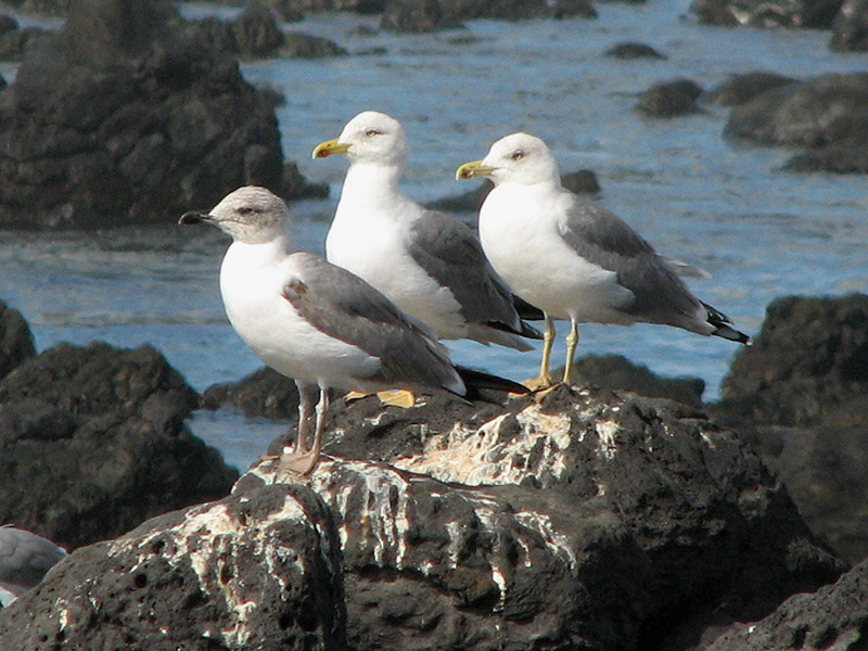  Yellow-legged Gull - Gulfotad Trut.jpg
