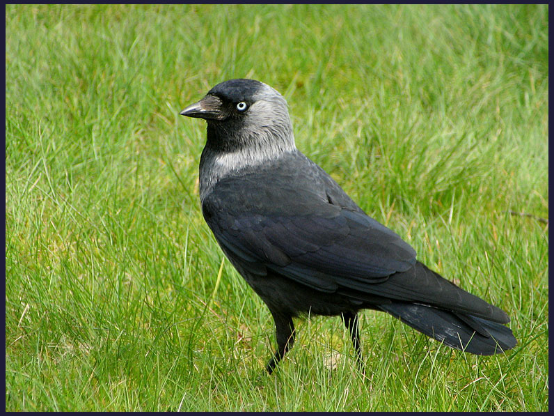 Jackdaw  - Kaja.jpg