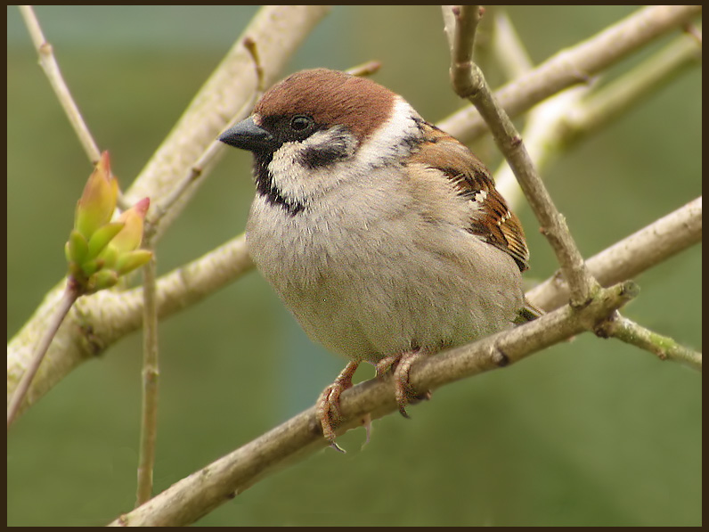 Tree Sparrows - Passer montanus - Pilfink.jpg