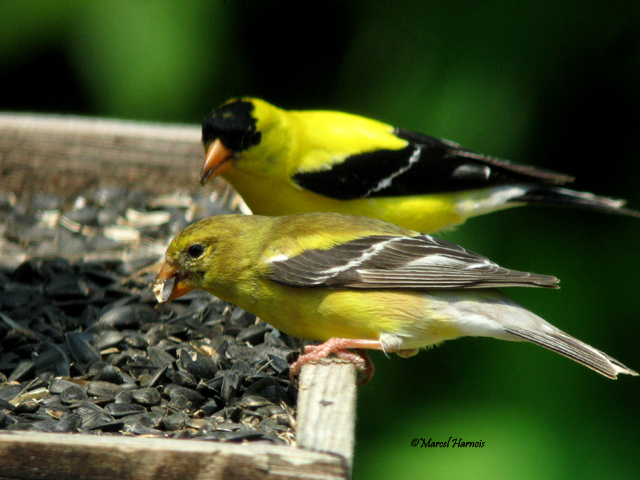 Chardonneret jaune Joliette 8 juillet 2011 009P.jpg