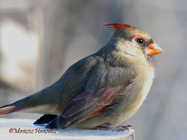 Cardinal femelle 05 12 06 005P.jpg