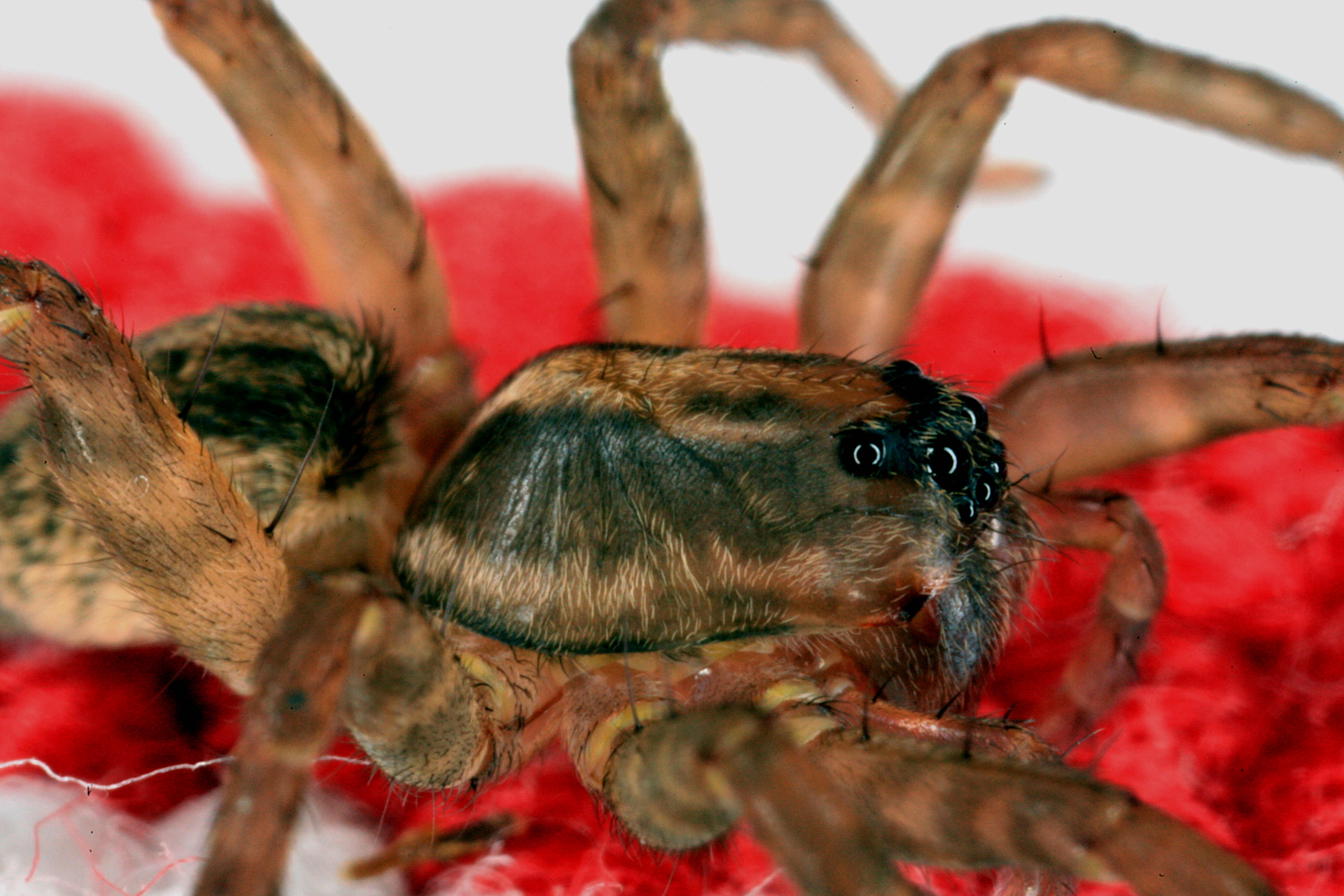 Wolf Spider 021r1.jpg