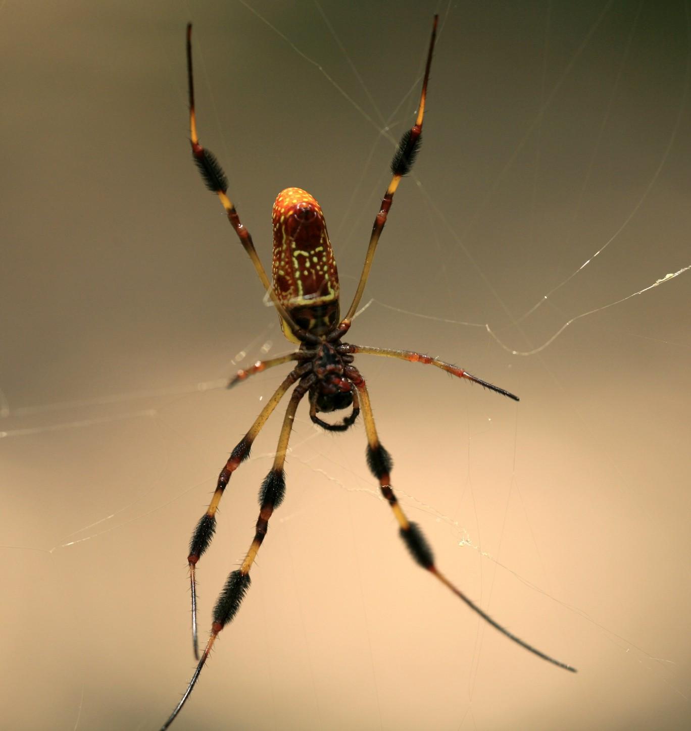 Golden Silk Spider 080407 12r.jpg