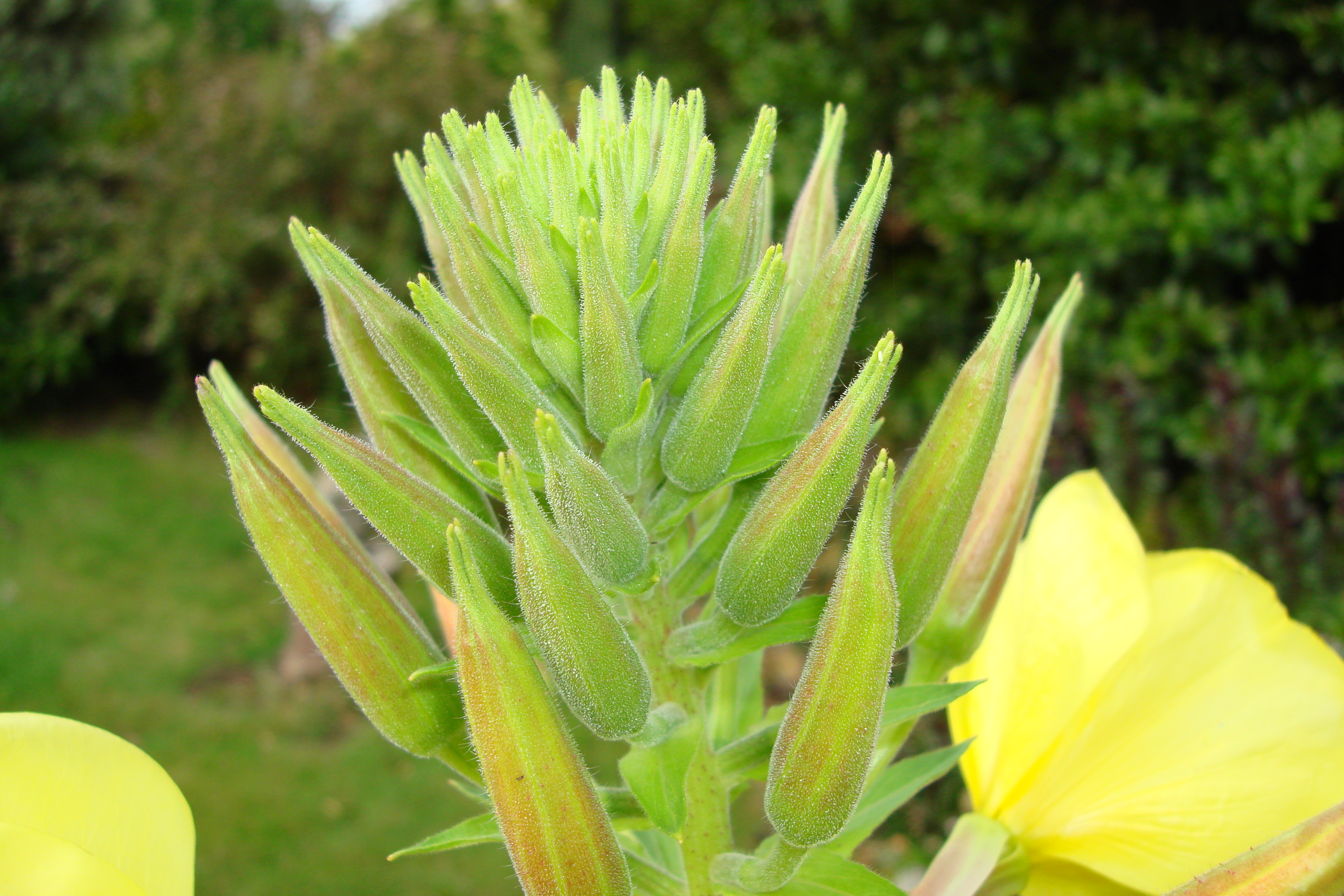 A  flower, Isle of Wight