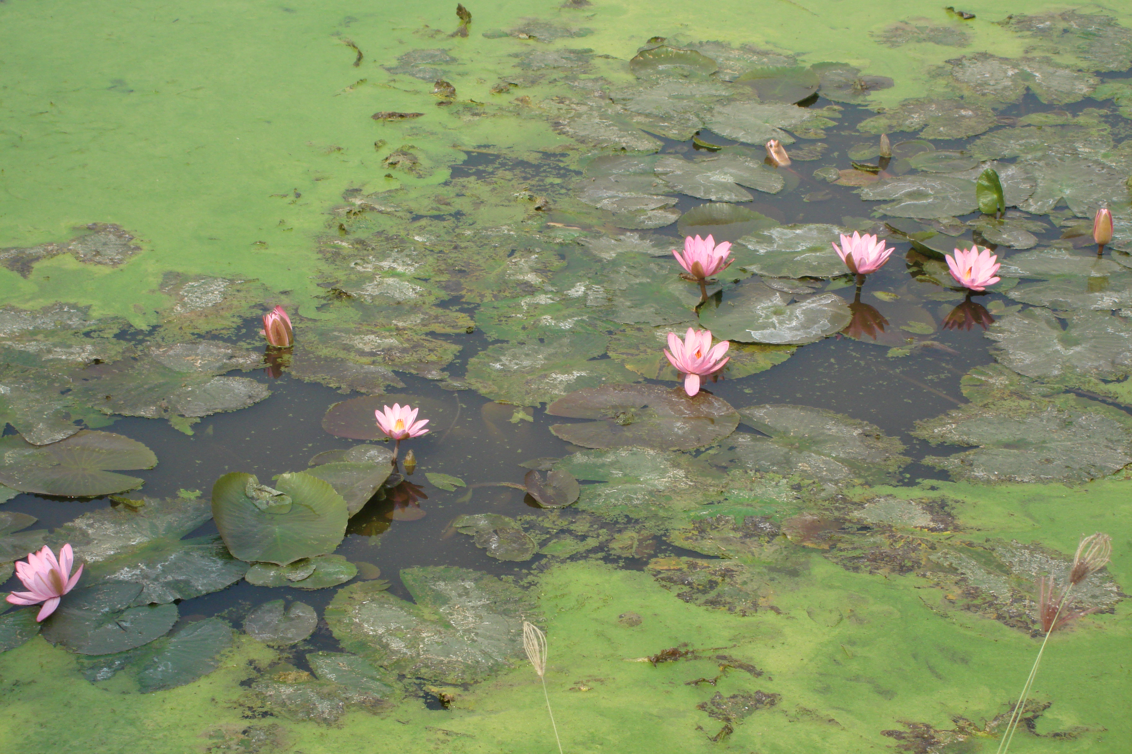 The village pond