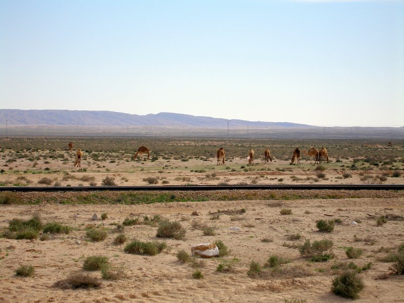 Camels!!! NOW were in the desert!