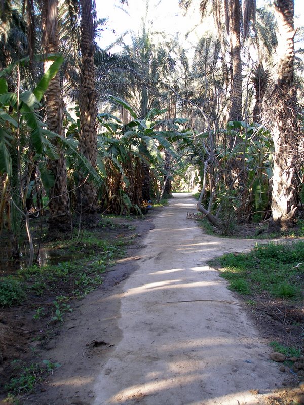 Tozeur date plantation