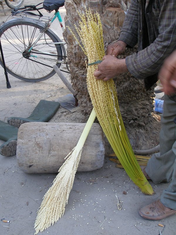 Tozeur date plantation - how they fertilize dates - by hand