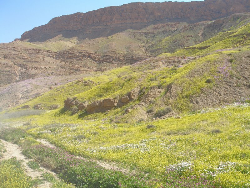 More wildflowers, Selja Gorge