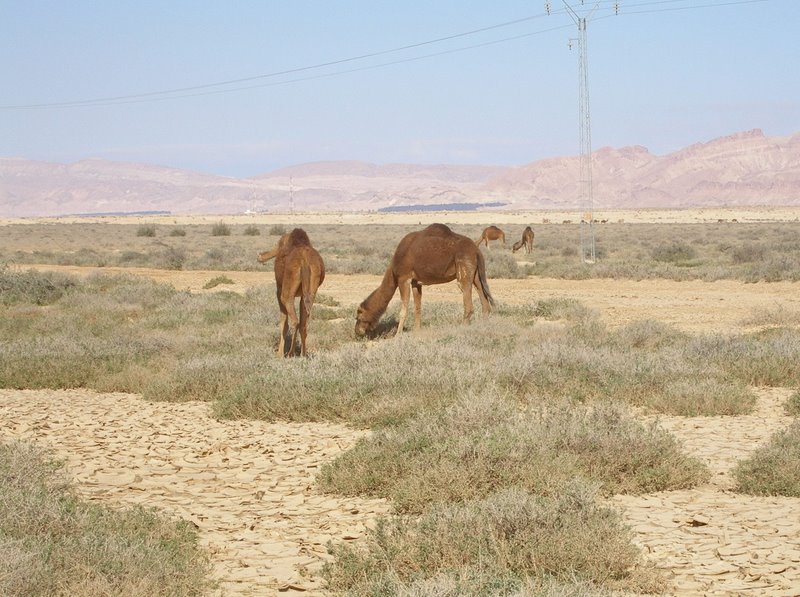 Desert camels
