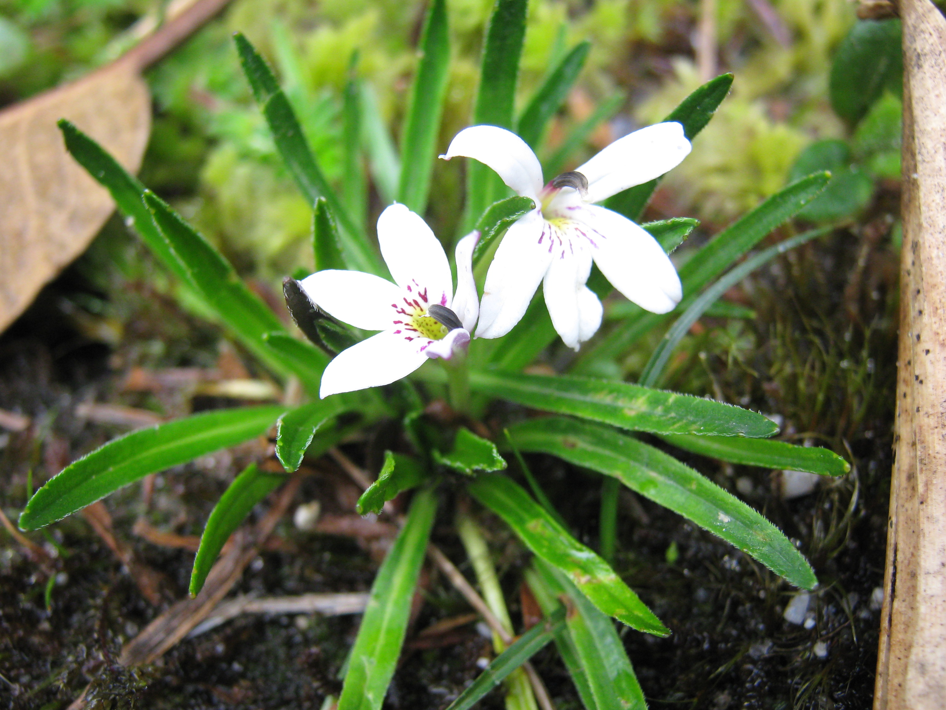 48.Lysipomia lacimiata, Campanulaceae