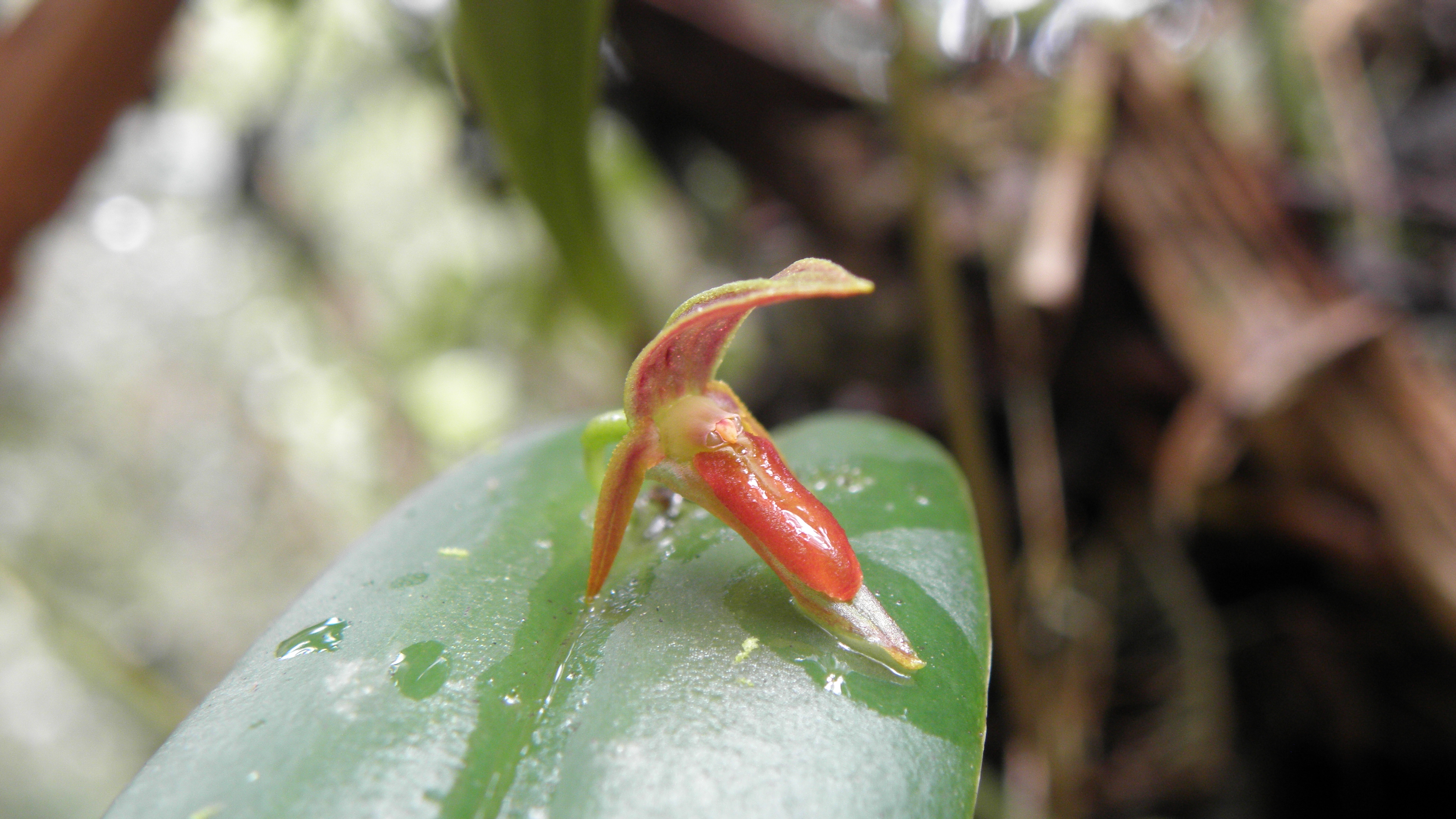 Pleurothallis coricardia