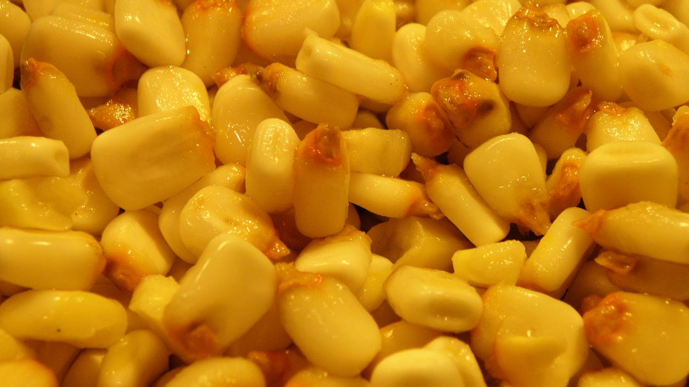 Nixtamal, corn after its been cook with lime