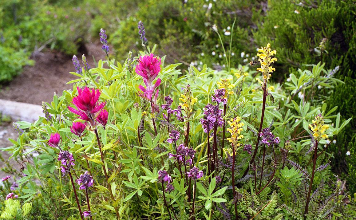 Wildflowers on Mt. Rainer.