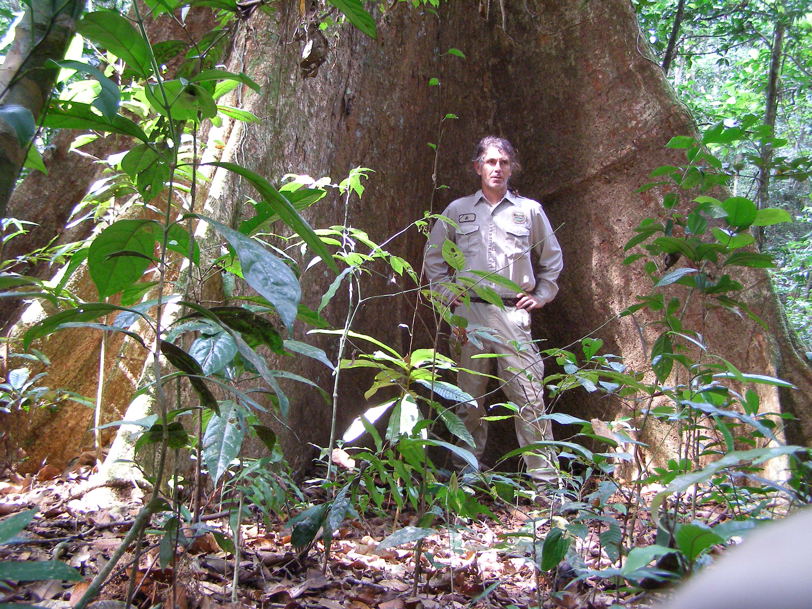 Huberodendrun sweitenioides, Bombacacea