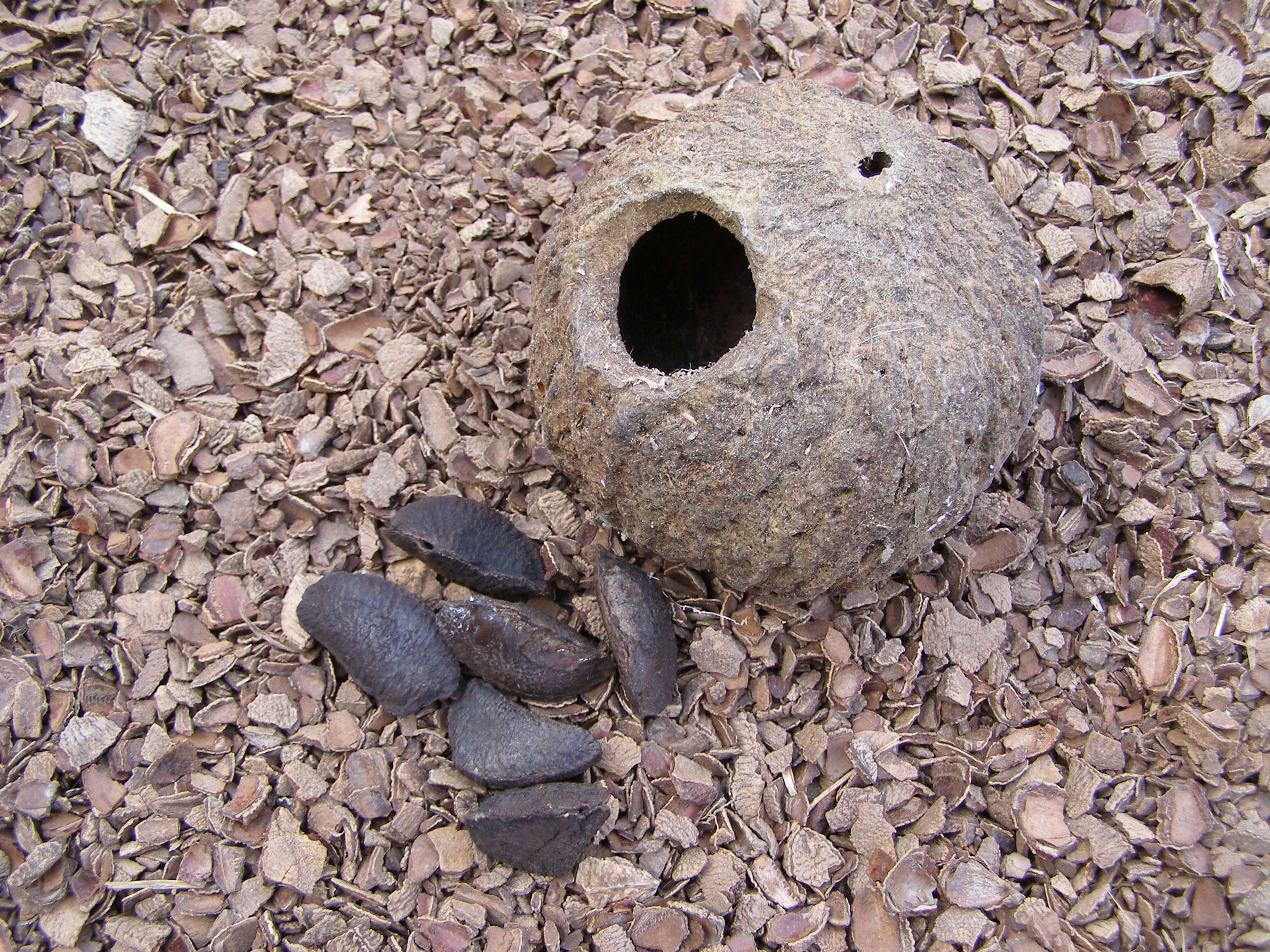 Brazil nuts and seed pod