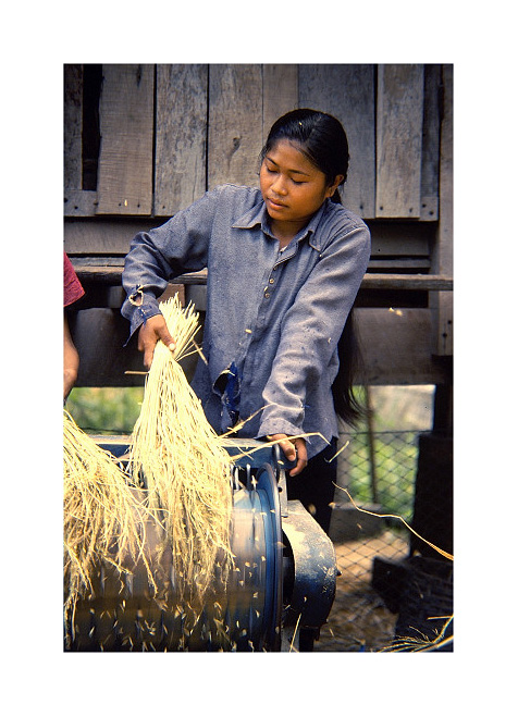 Harvest time, Laos
