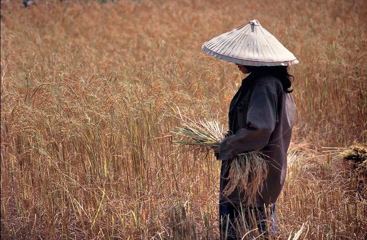 Harvest time, Laos