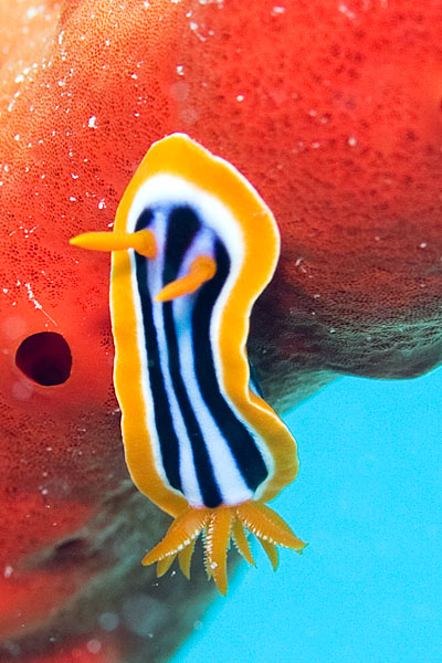 Pyjama chromodorid