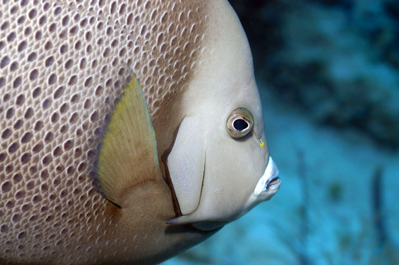 Gray Angelfish