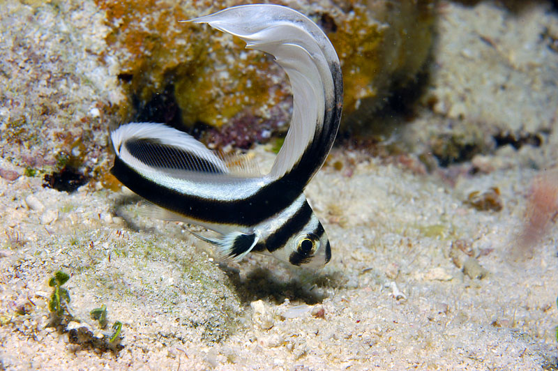 Spotted Drumfish