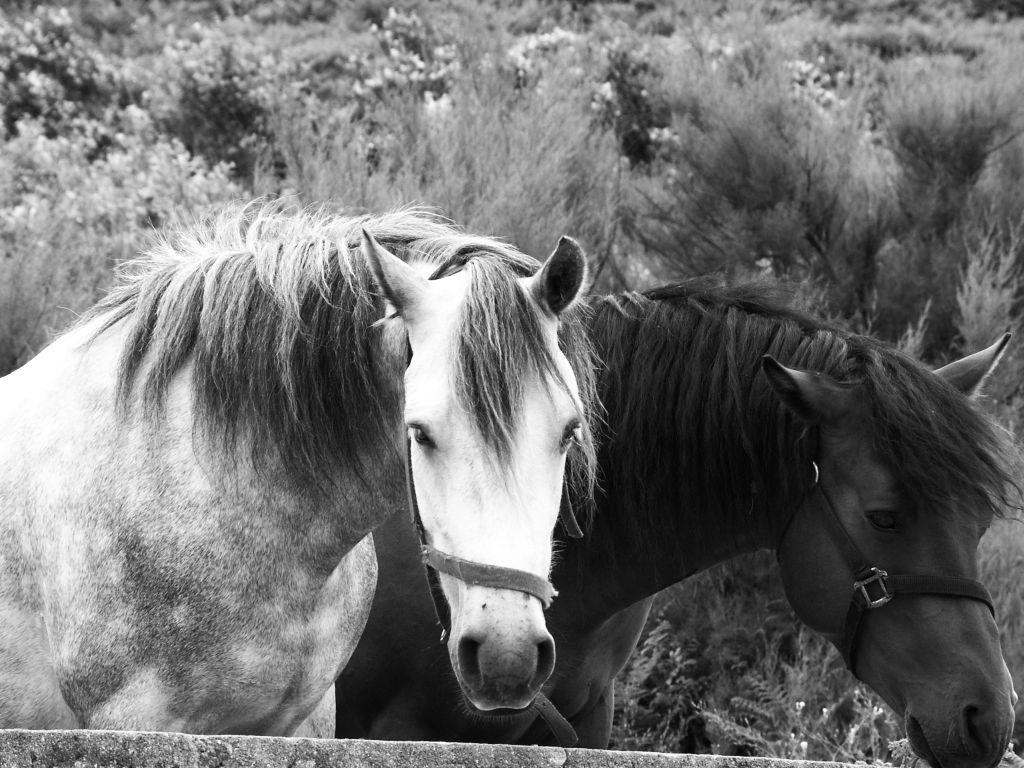 Les Curieux.