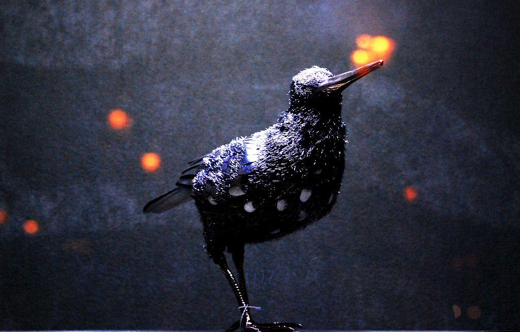 Loiseau  noir en couleur...