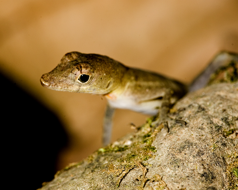 Anole