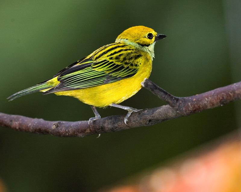 Silver-throated Tanager