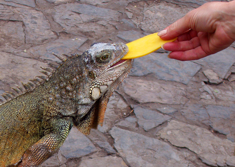 Green Iguana eating mango