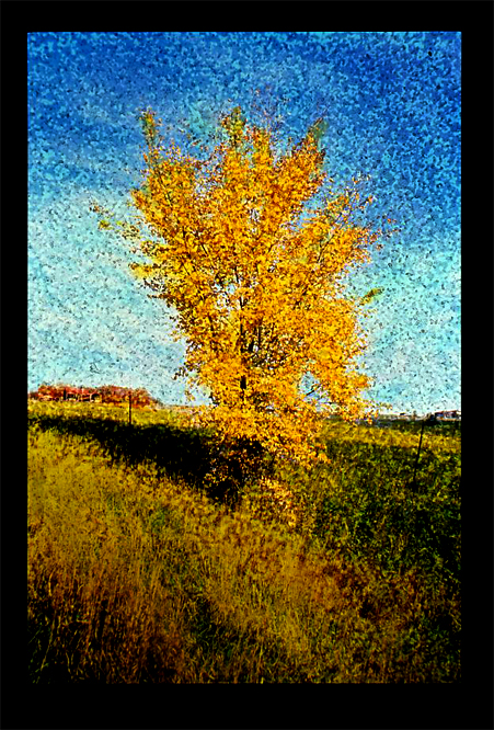 yellowtree copy.jpg