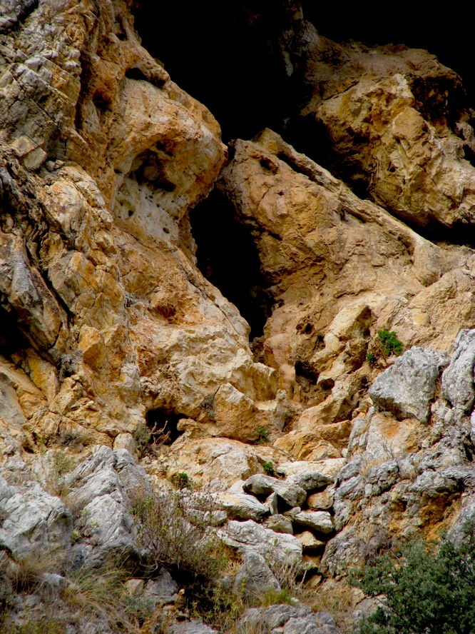 Lion and weasel