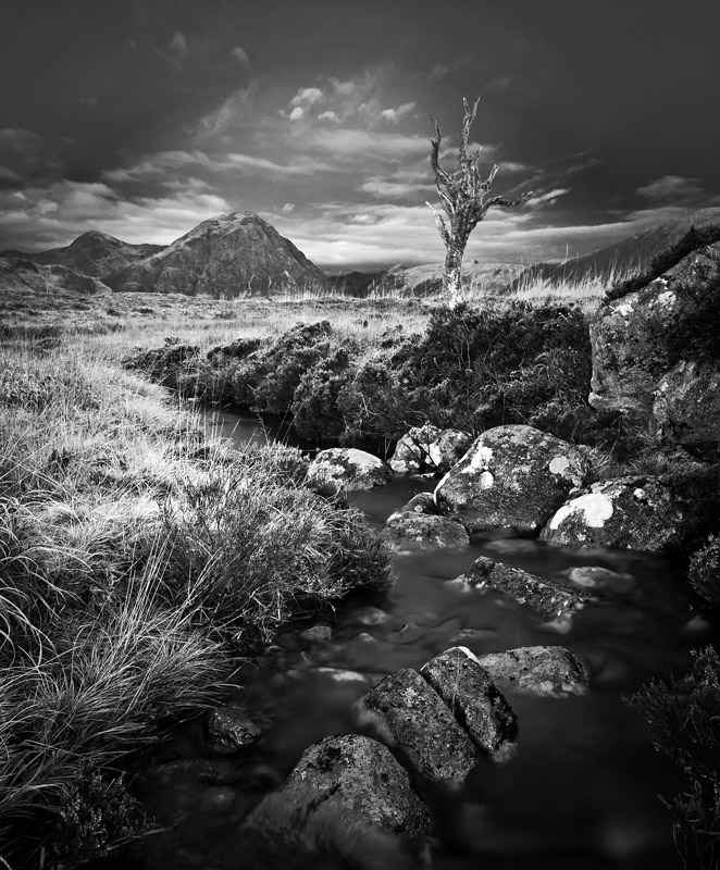 Lone Tree