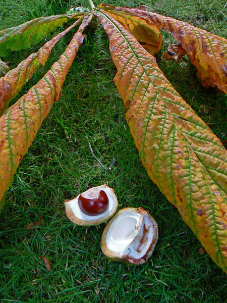 21_Sep_07 <br> Conker
