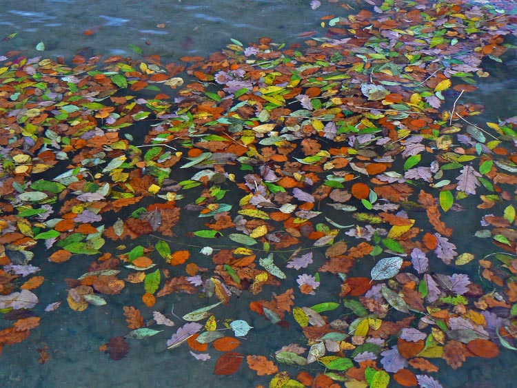 16_Oct_07a <br> Leaves on Coniston