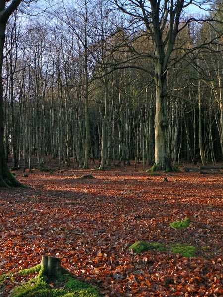 10_Dec_07a <br> Countesswells Forest