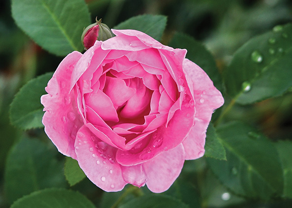 Pink Raindrops