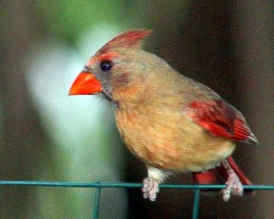Young Female Cardinal.JPG