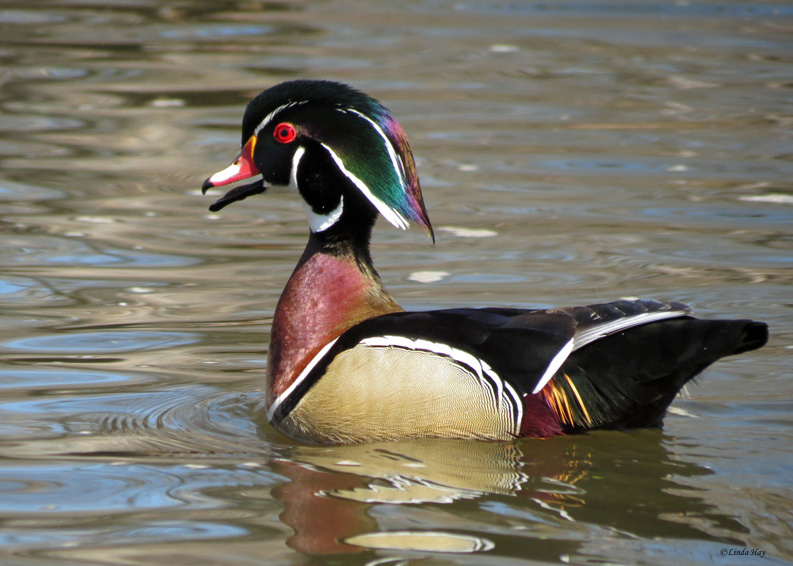 Wood Duck