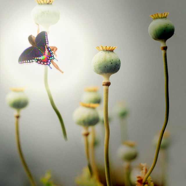 fairy.jpg