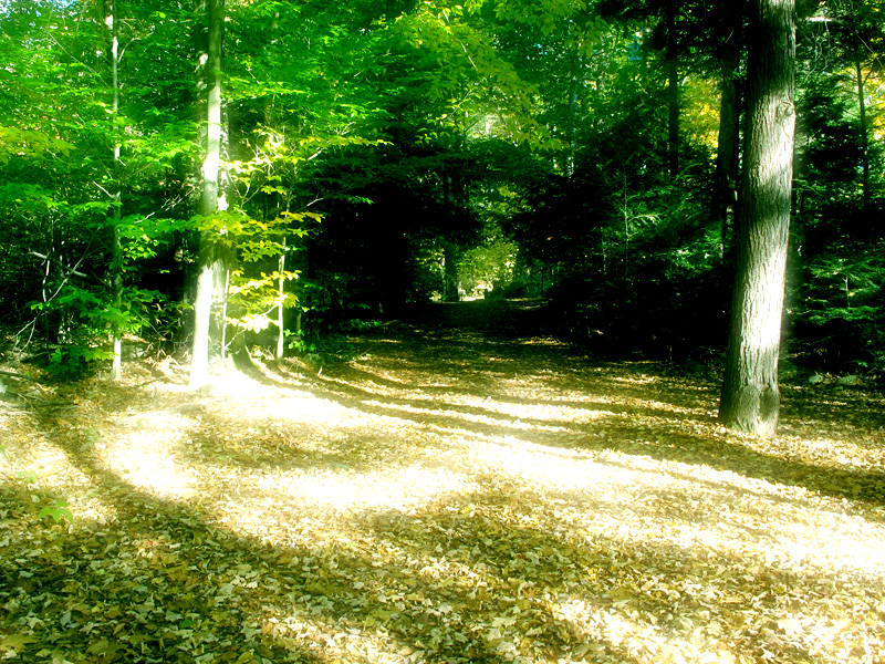 woods2.jpg