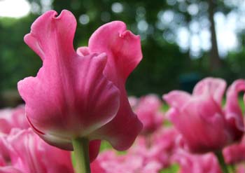 Keukenhof