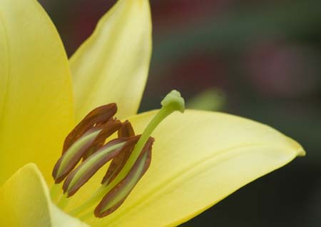 Keukenhof