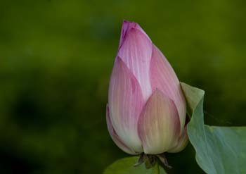 o6/39/331339/1/85895298.XYmuLeLh.DSC_5632d.jpg