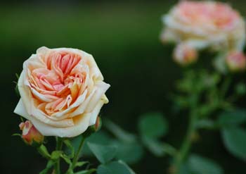 o6/39/331339/1/85895309.PysZjBBC.DSC_5924d.jpg
